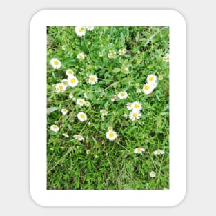 sweet little daisies Sticker